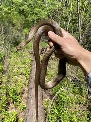 Coluber constrictor etheridgei