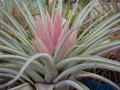 Tillandsia carlsoniae