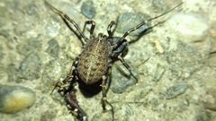Egaenus convexus
