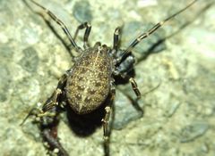 Egaenus convexus