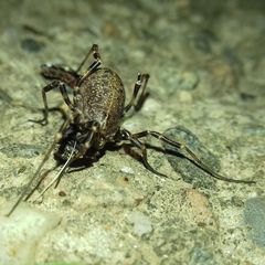 Egaenus convexus
