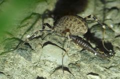 Egaenus convexus