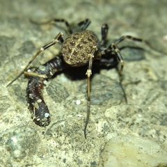 Egaenus convexus