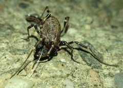 Egaenus convexus