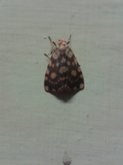 Miltochrista quadrilineata