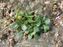 Barbarea rupicola