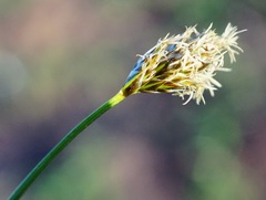 Carex hoodii