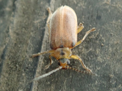 Galerucella lineola