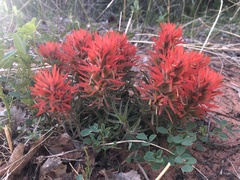 Castilleja scabrida scabrida