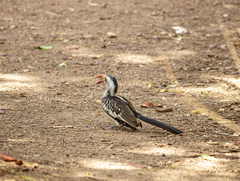 Tockus erythrorhynchus