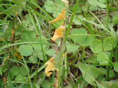 Puccinia dioicae silvatica