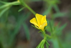 Linum nodiflorum