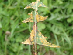 Puccinia dioicae silvatica