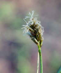 Carex hoodii