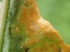 Puccinia dioicae silvatica