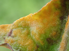 Puccinia dioicae silvatica