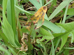 Puccinia dioicae silvatica
