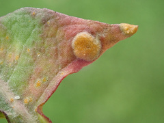 Puccinia dioicae silvatica