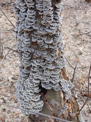 Trametes versicolor