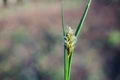Carex hoodii