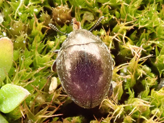 Lamprobyrrhulus nitidus