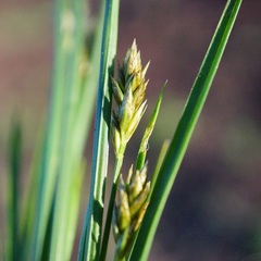 Carex hoodii