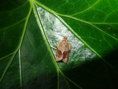 Clepsis dumicolana