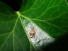 Clepsis dumicolana