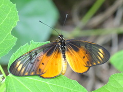 Acraea pseudegina