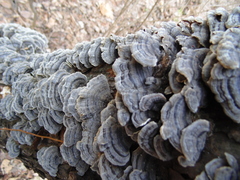 Trametes versicolor