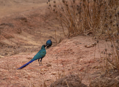 Lamprotornis caudatus