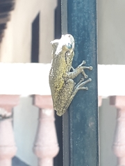 Osteopilus dominicensis