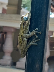 Osteopilus dominicensis