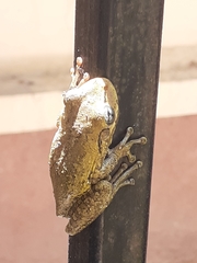 Osteopilus dominicensis