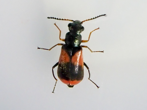 Anthocomus equestris (Fabricius, 1781)