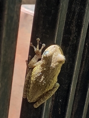 Osteopilus dominicensis