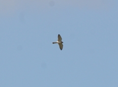 Falco cenchroides cenchroides