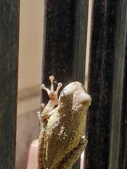 Osteopilus dominicensis