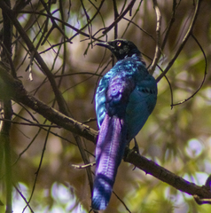 Lamprotornis caudatus