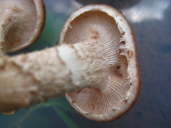 Lentinula boryana image