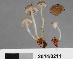 Mycena subviscosa