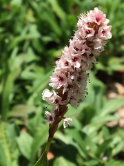 Bistorta officinalis
