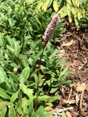 Bistorta officinalis