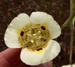 Calochortus vestae