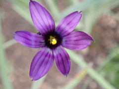 Sisyrinchium hitchcockii
