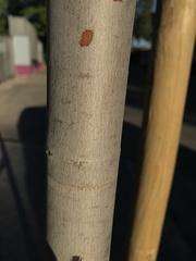 Acer saccharinum
