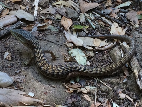 iNaturalist observation photo of Southern Alligator Lizard