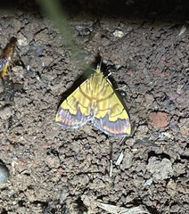 Cryptosara caritalis