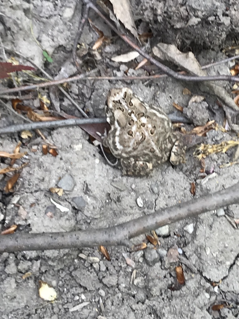 Overhead view of a toad on the ground