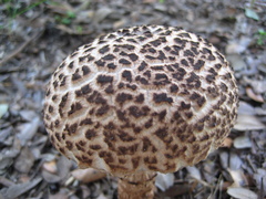 Strobilomyces strobilaceus image